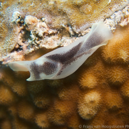 Sea slug/ Chelidonura amoena