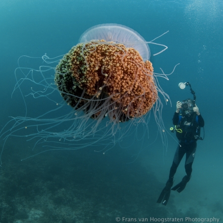 felt like Jules Verne. Crown Jellyfish/ Netrostoma Setouchina