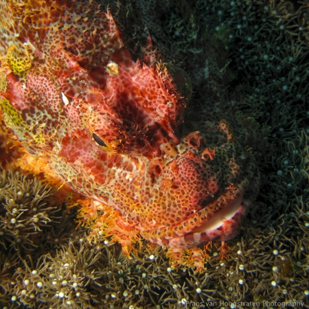 inimicus-didactylus-devil-scorpionfish-w