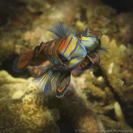 Mandarinfish / Synchiropus splendidus