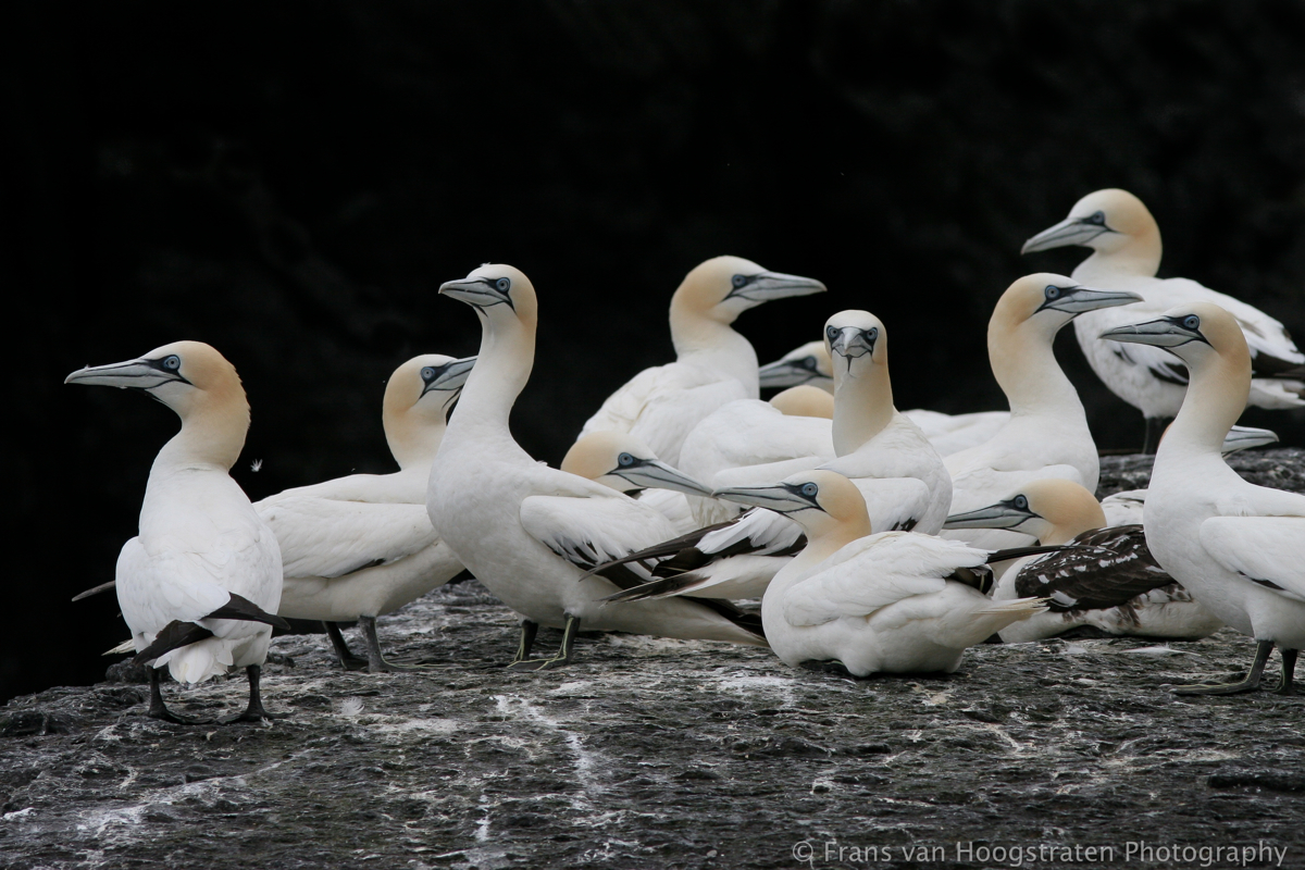 fourteen gannets