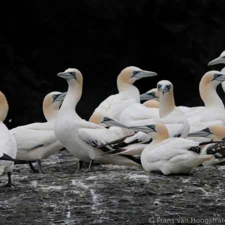 fourteen gannets